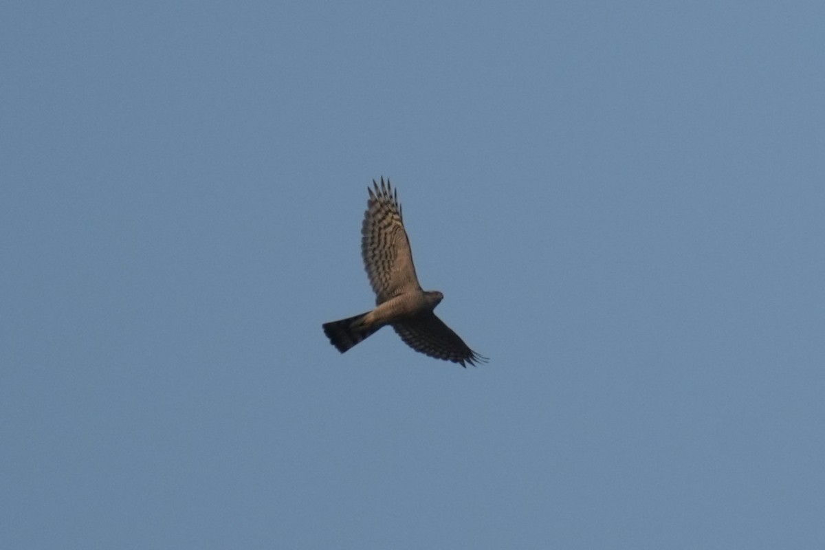 Eurasian Sparrowhawk - ML615897315