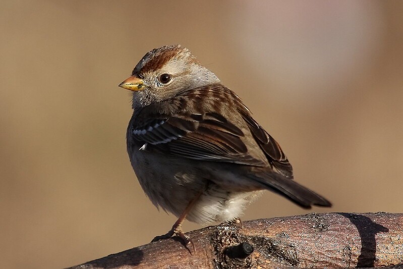 White-crowned Sparrow - ML615897338