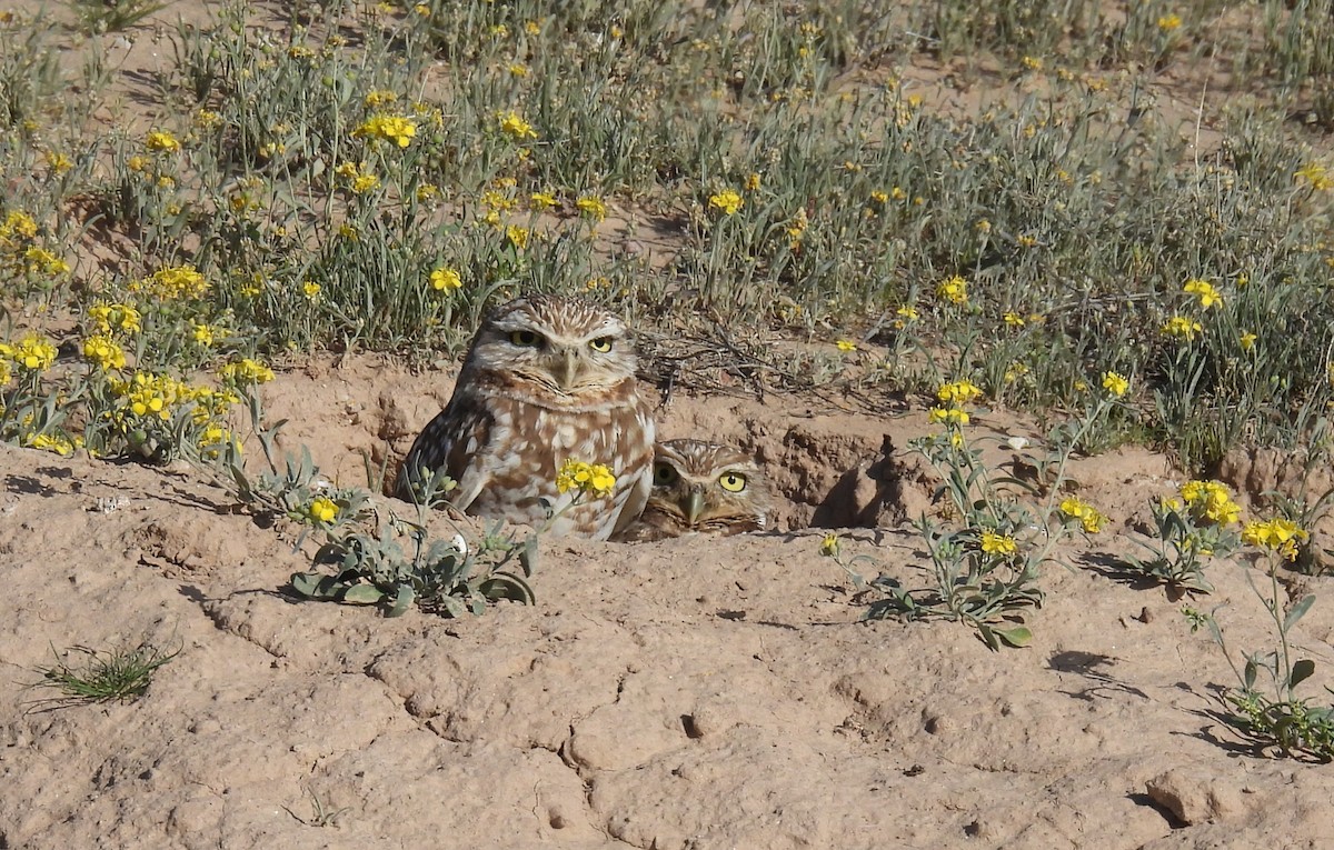 Burrowing Owl - ML615897357