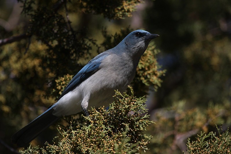 Mexican Jay - ML615897379