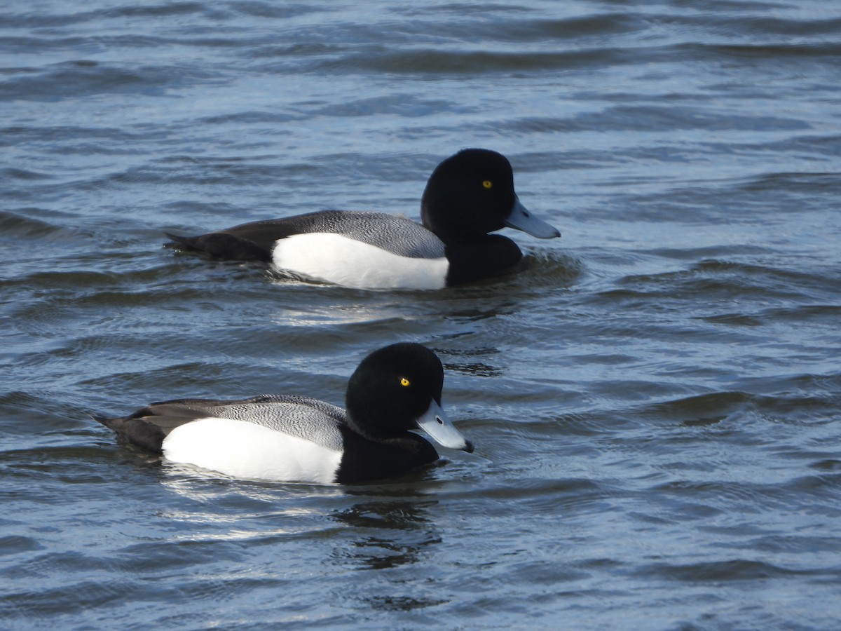 Greater Scaup - ML615897535