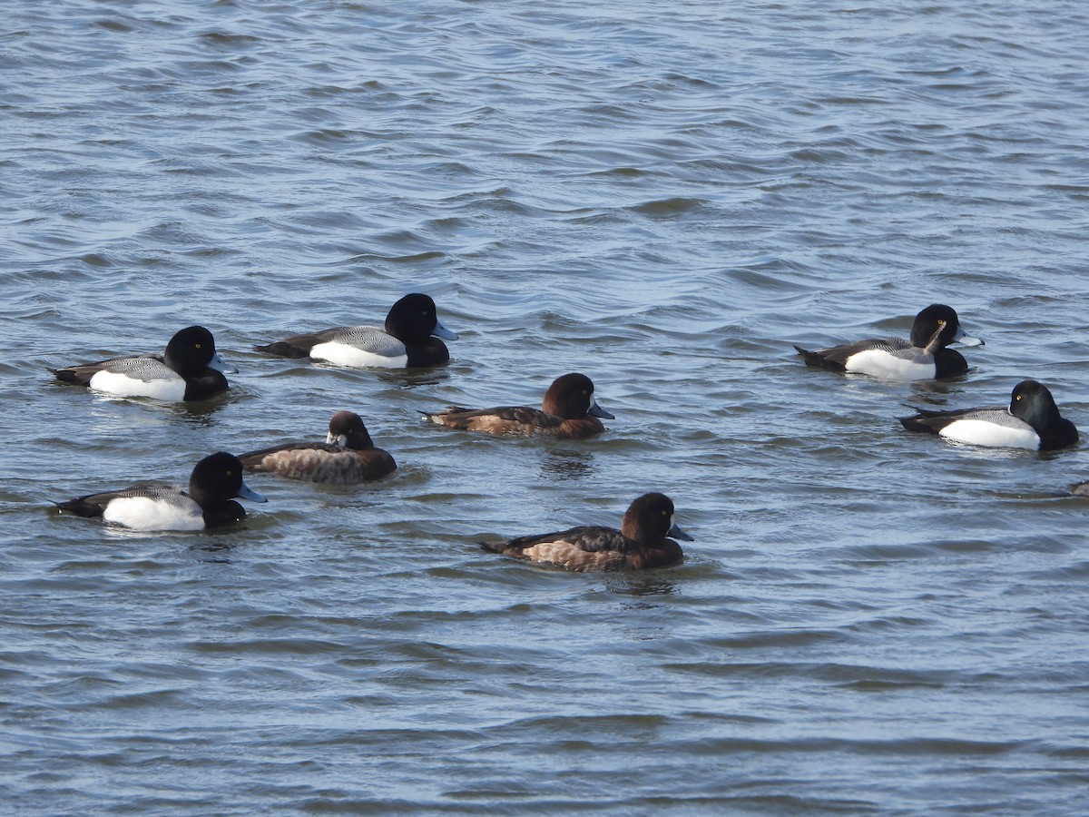 Greater Scaup - ML615897539