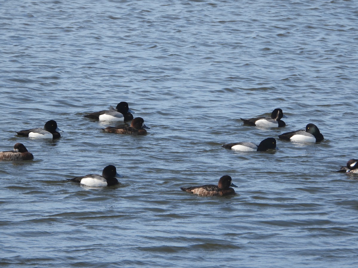 Greater Scaup - ML615897542