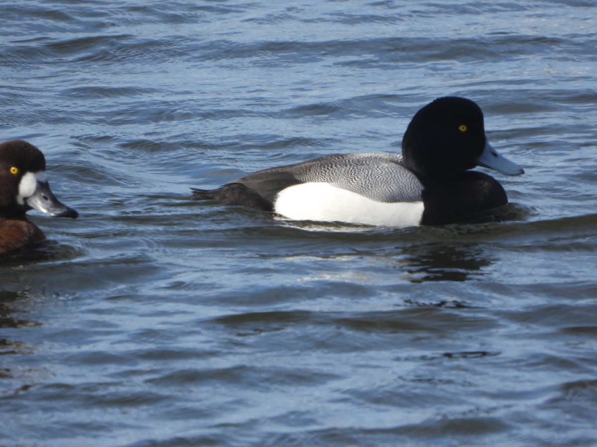 Greater Scaup - ML615897544