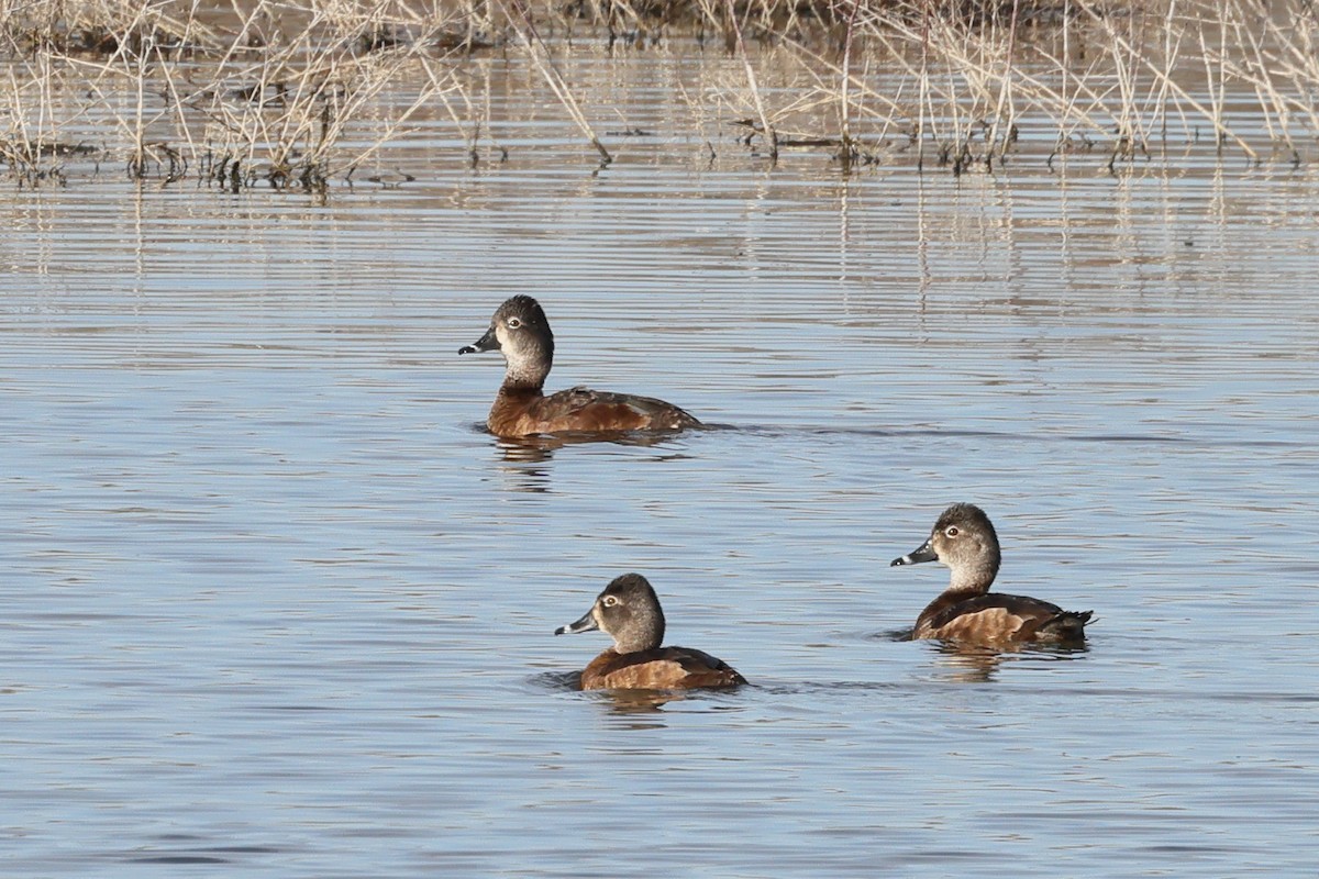 Ring-necked Duck - ML615897708