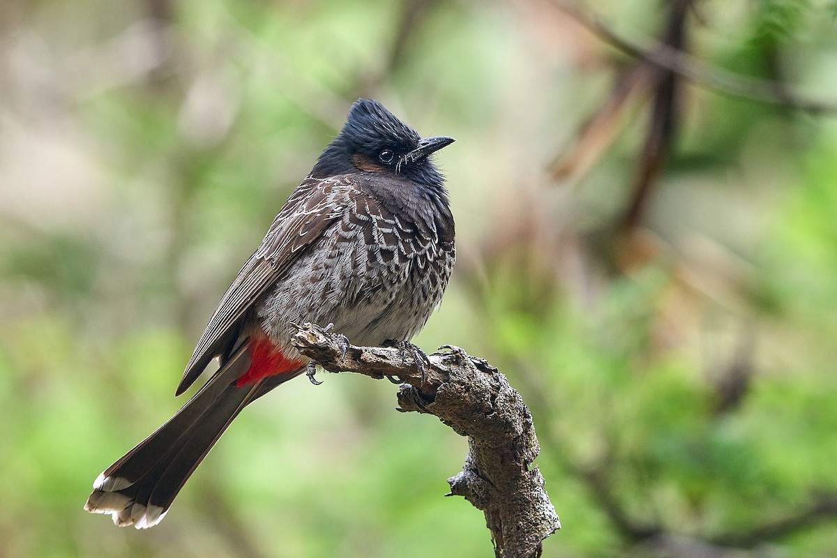 Red-vented Bulbul - ML615897719