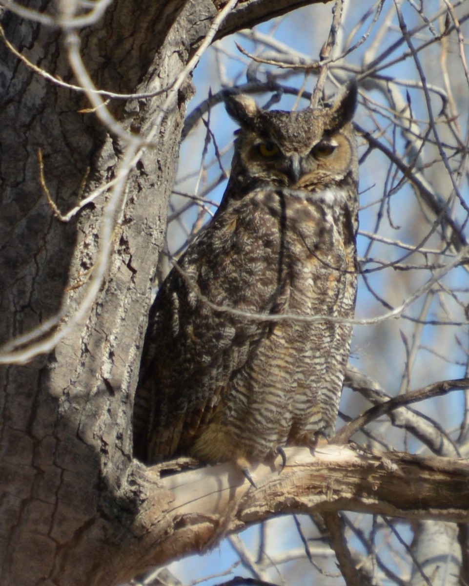 Great Horned Owl - ML615897815