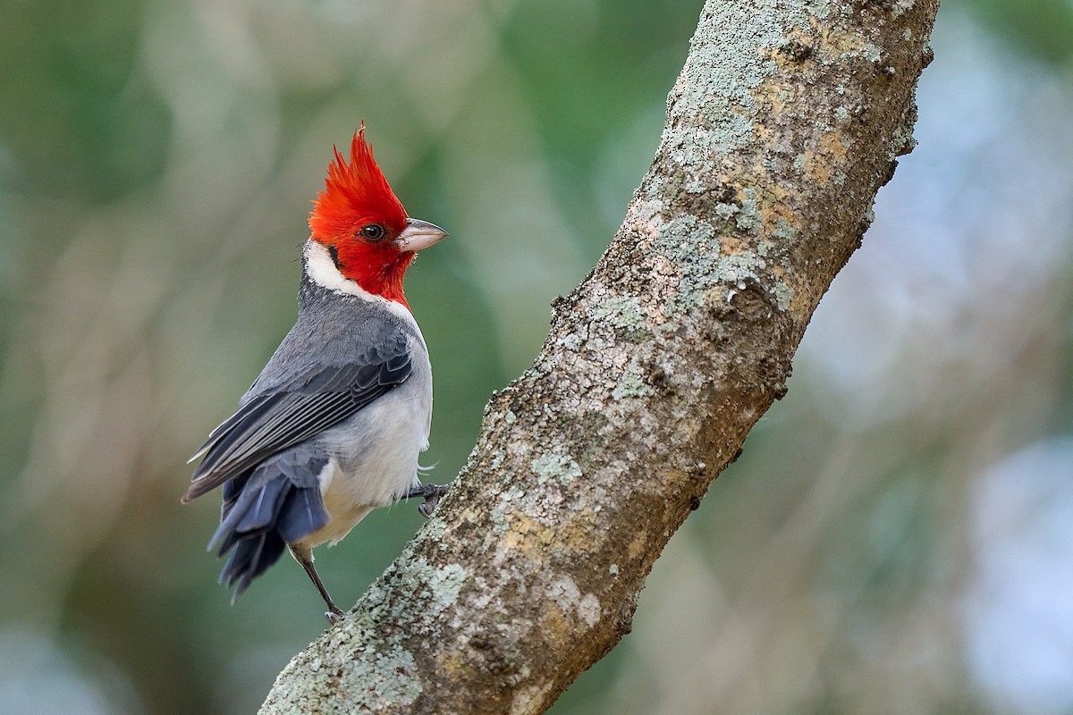 Red-crested Cardinal - ML615897853