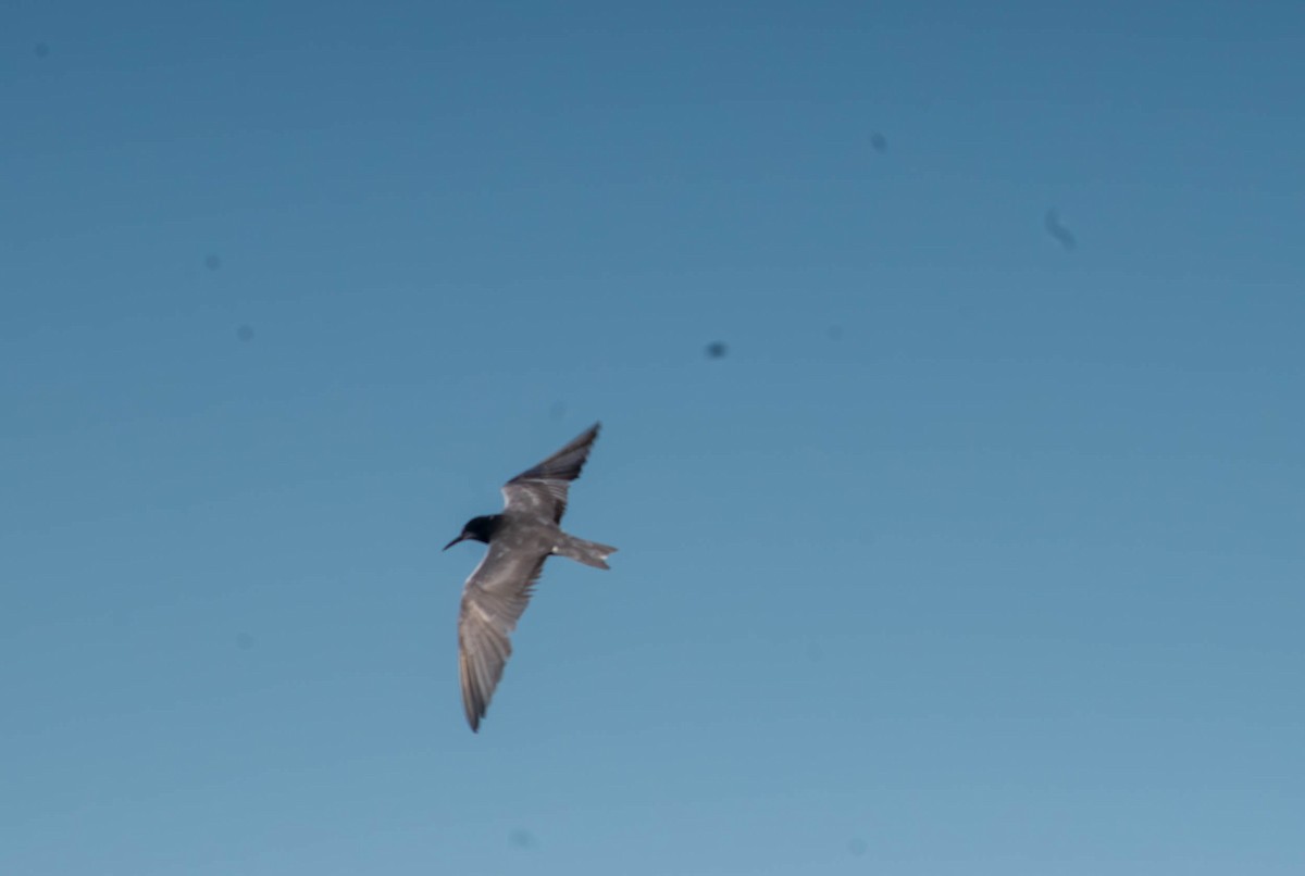 Black Tern - Amanda Horning