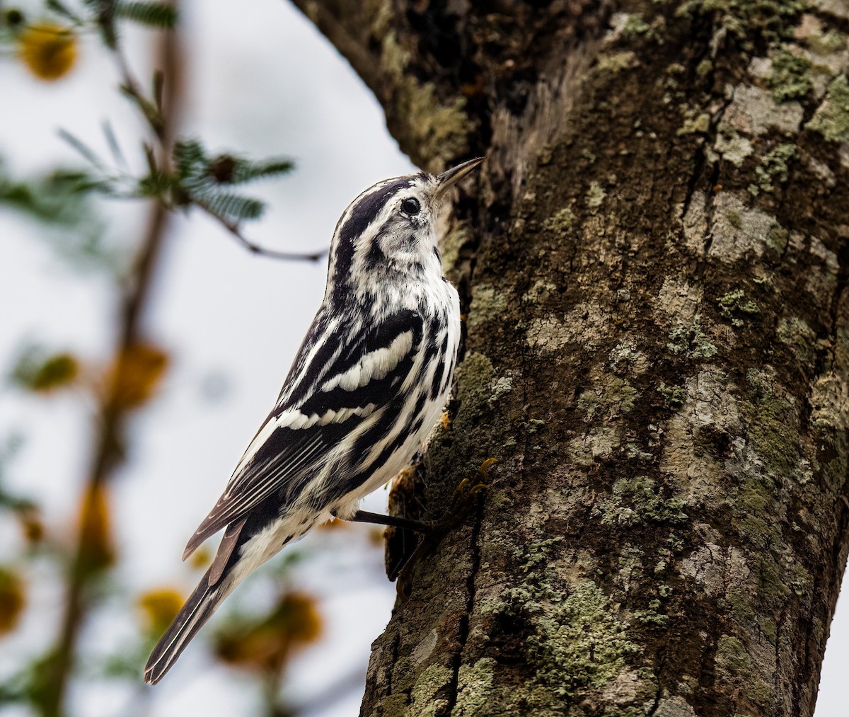 Black-and-white Warbler - ML615898162