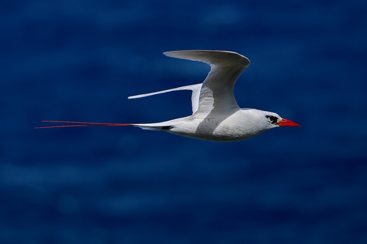 Red-tailed Tropicbird - ML615898170
