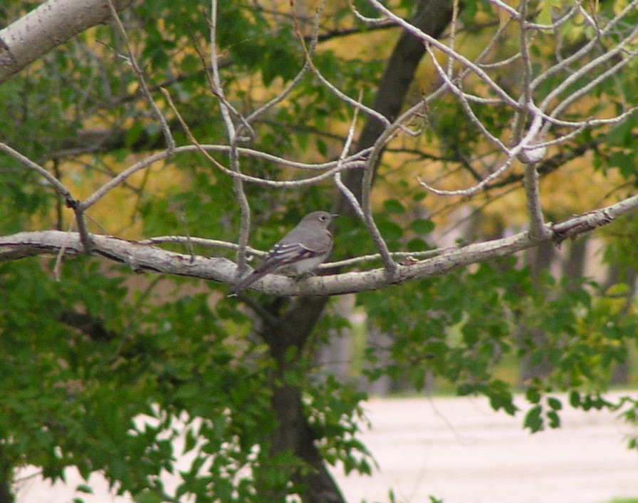 Townsend's Solitaire - ML615898219