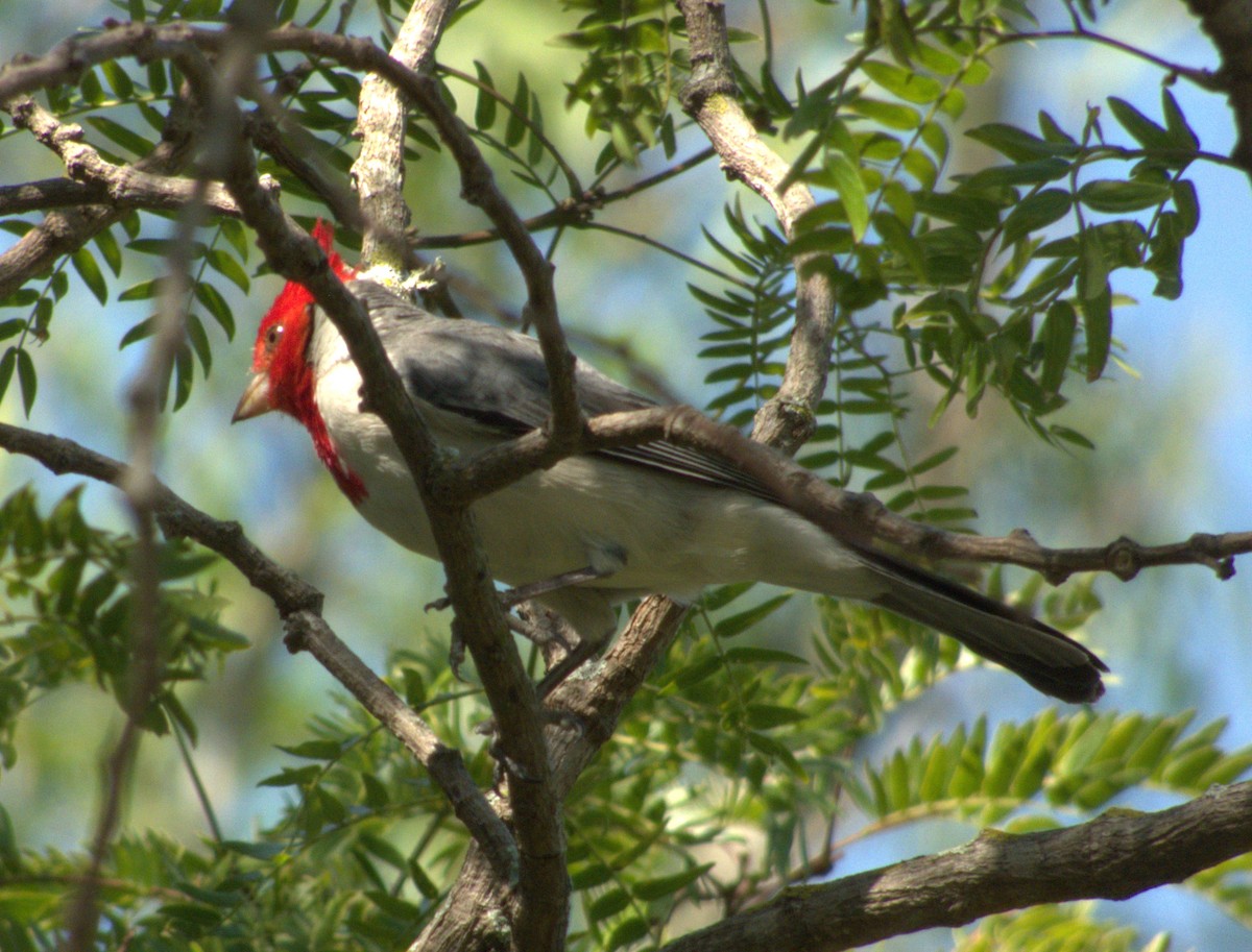 Red-crested Cardinal - ML615898257