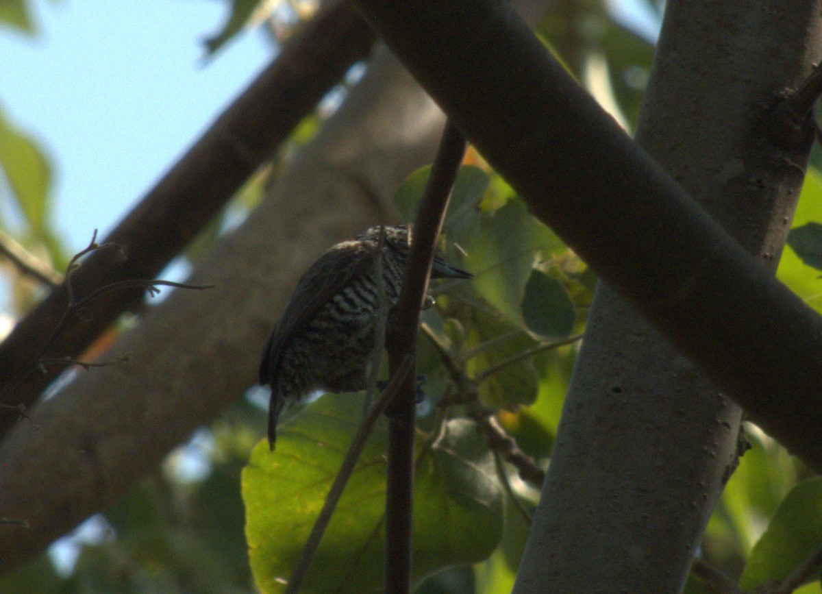 White-barred Piculet - ML615898278