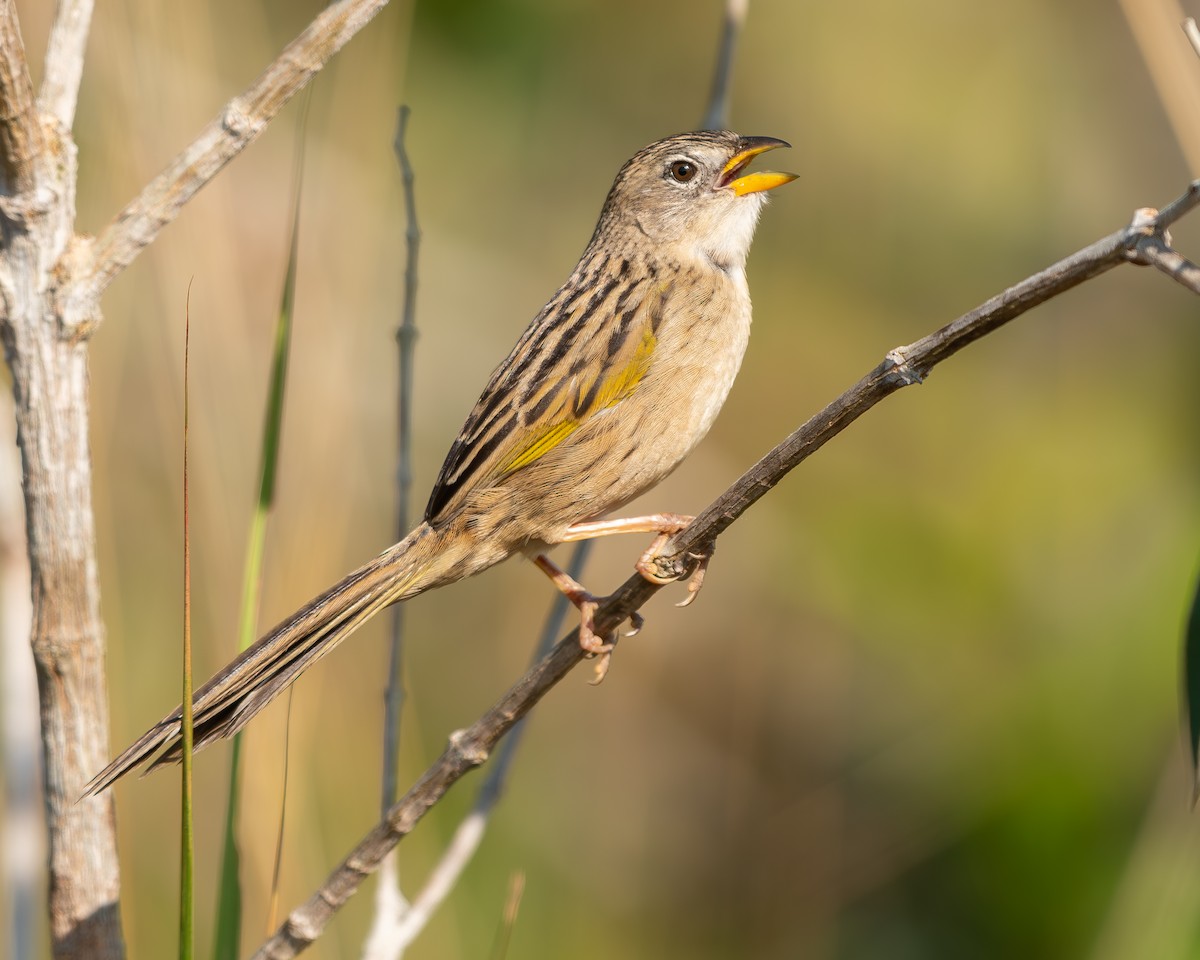 Wedge-tailed Grass-Finch - ML615898437