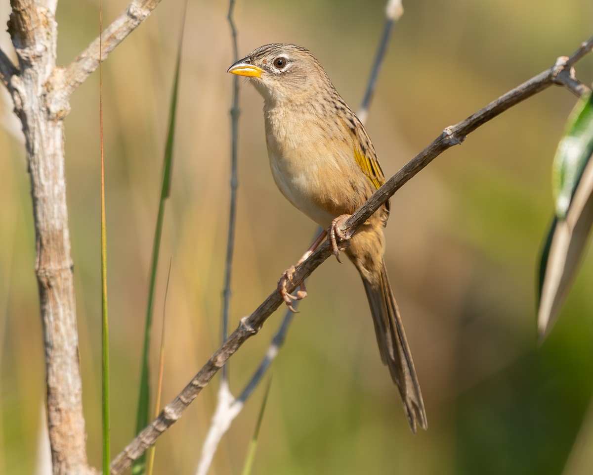 Wedge-tailed Grass-Finch - ML615898441