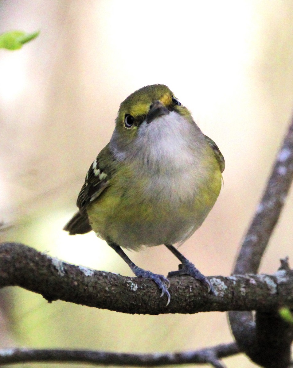 Texas eBird Checklist - 10 Mar 2024 - Galveston--Lafitte's Cove (UTC ...