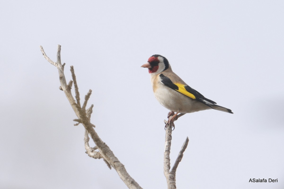 European Goldfinch (European) - ML615898653