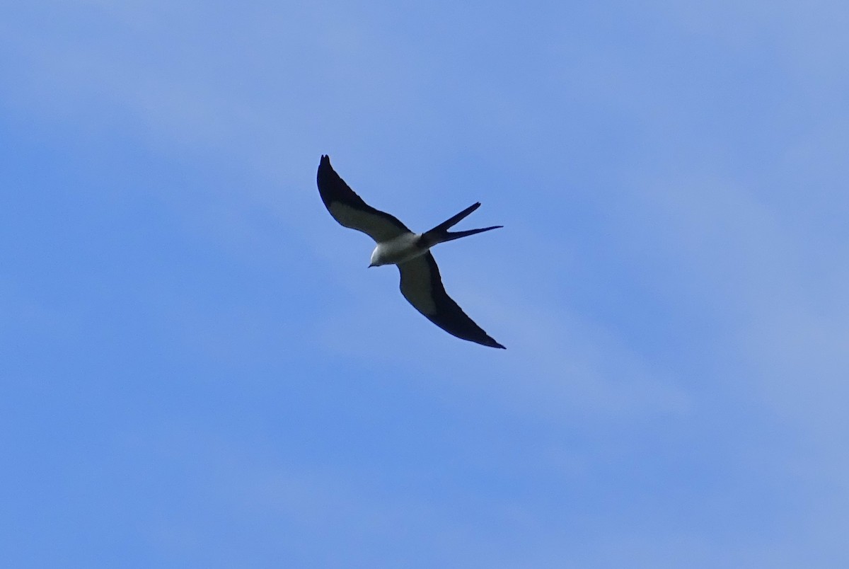 Swallow-tailed Kite - Craig Miller