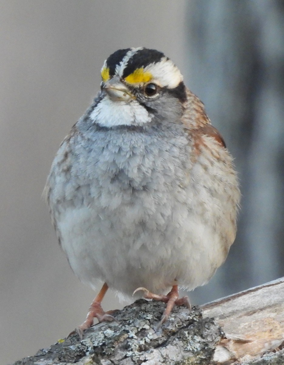 White-throated Sparrow - ML615898832