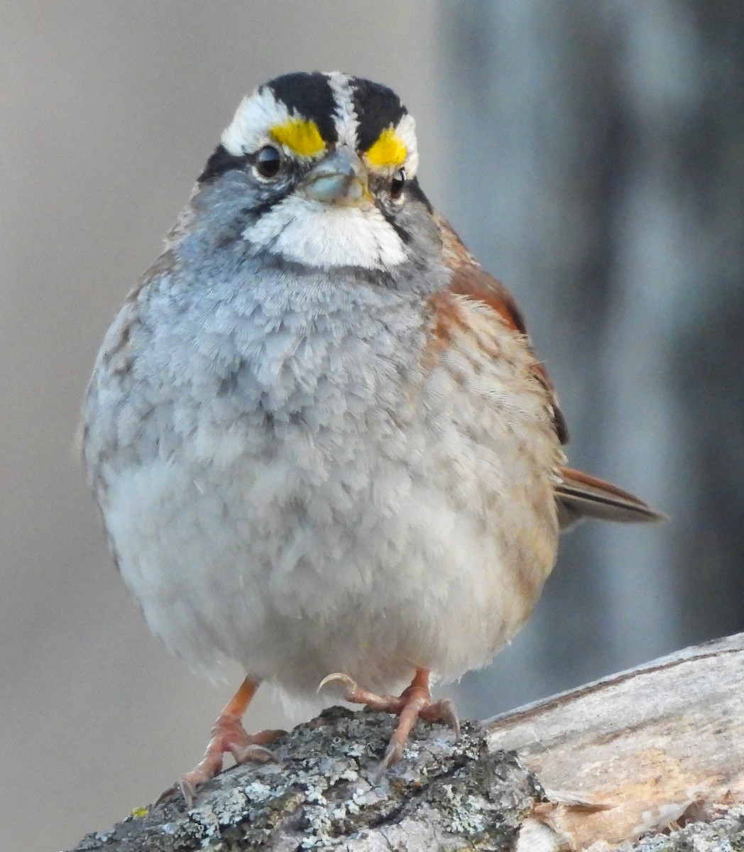White-throated Sparrow - ML615898833