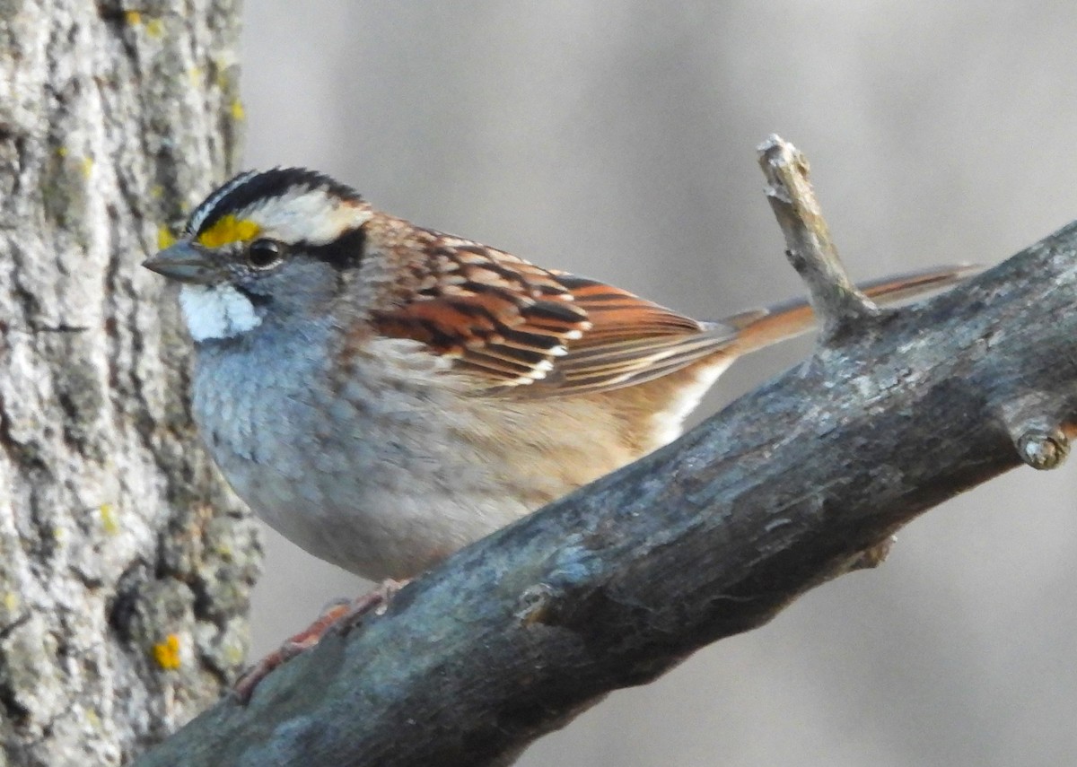 White-throated Sparrow - ML615898834