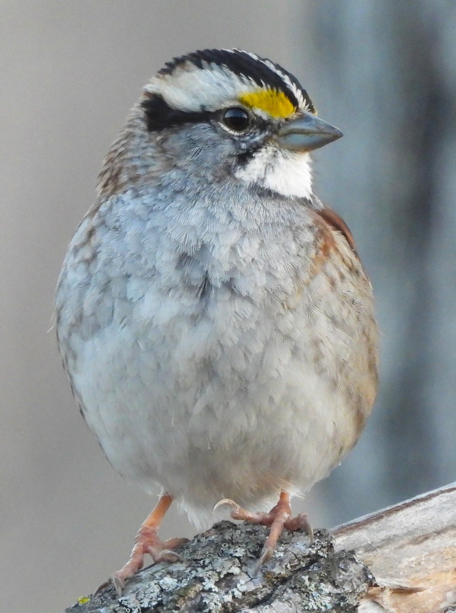 White-throated Sparrow - ML615898836