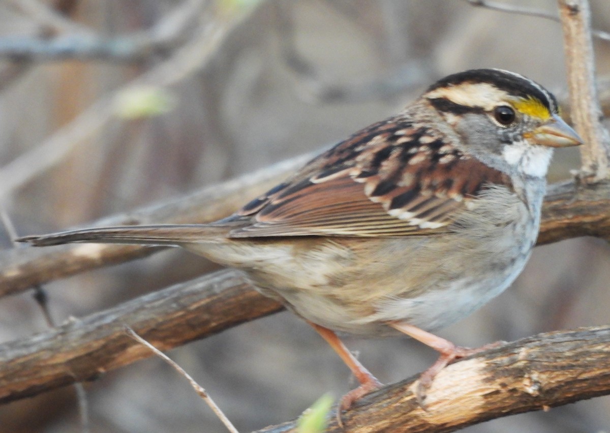 White-throated Sparrow - ML615898837