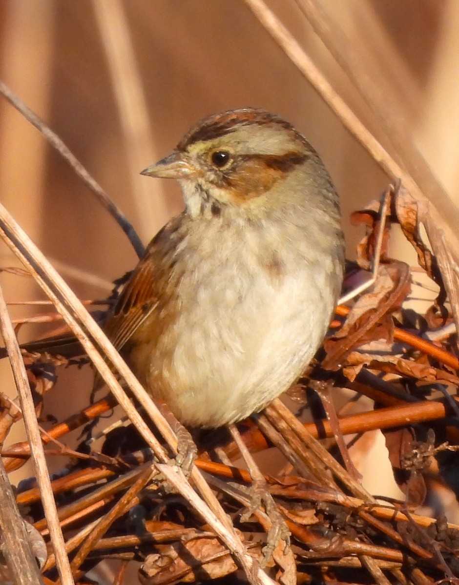 Swamp Sparrow - ML615898865