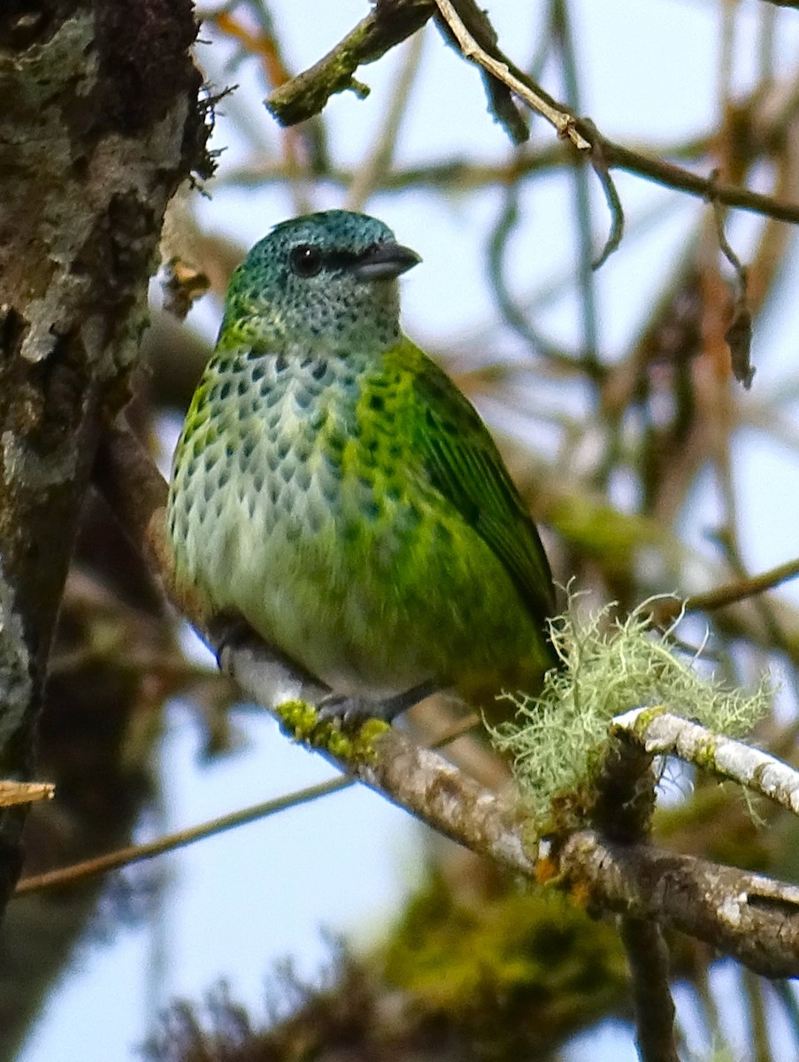 Spotted Tanager - ML615898928