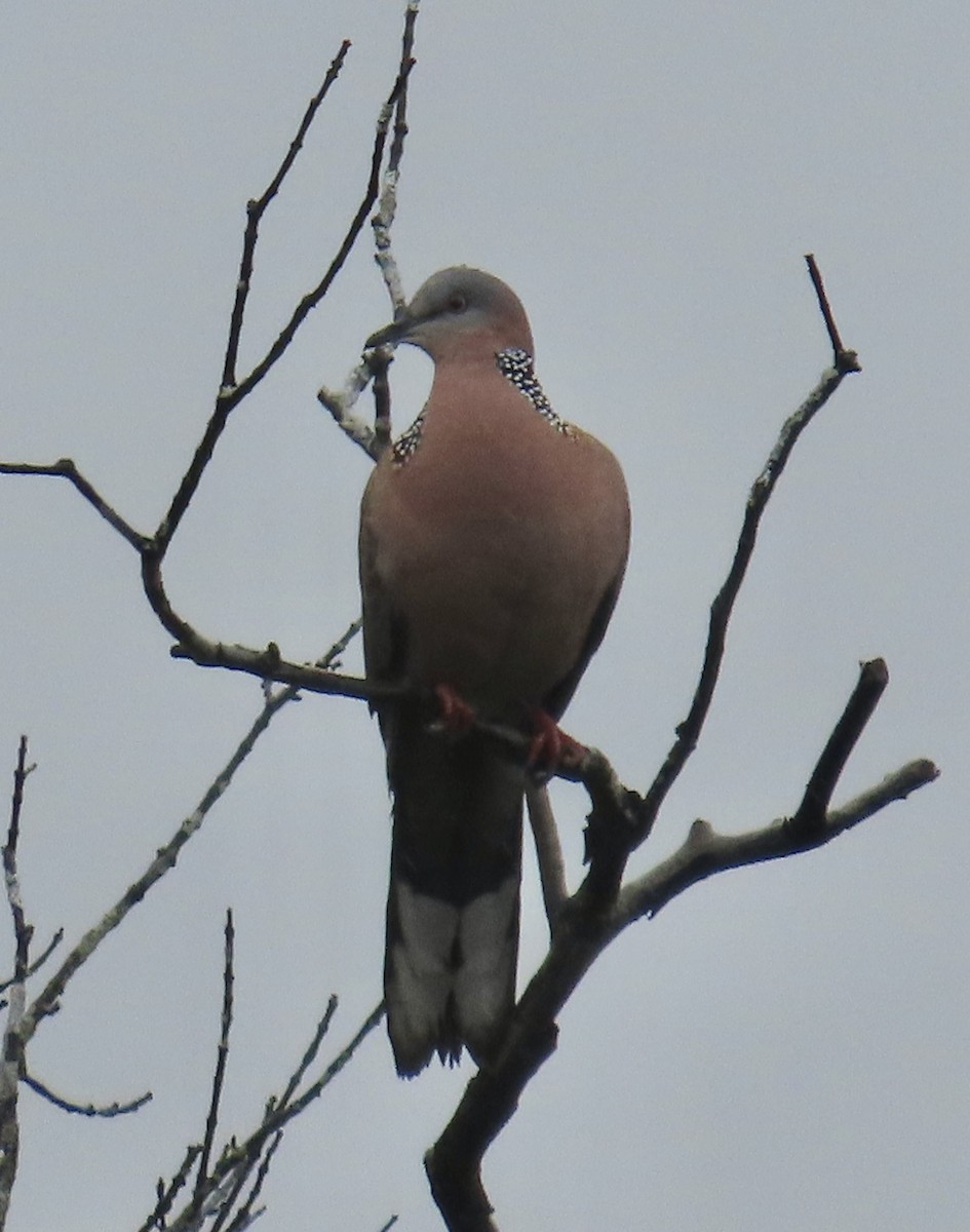 Spotted Dove - ML615898982