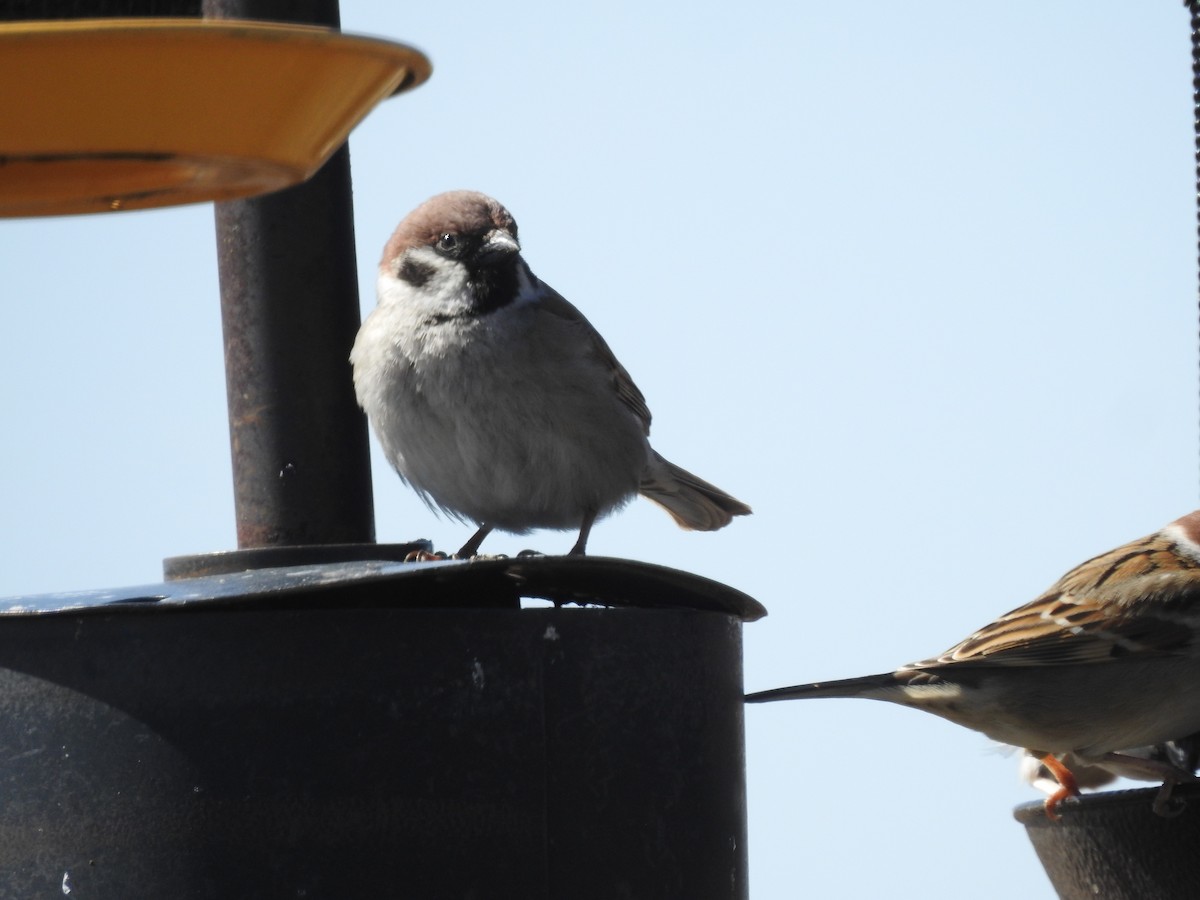 Eurasian Tree Sparrow - ML615899032