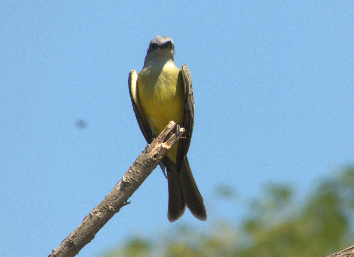 Tropical Kingbird - Edgardo Oscar Pic