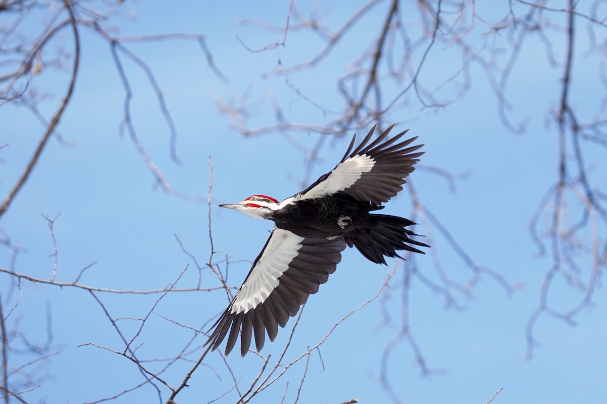 Pileated Woodpecker - ML615899068