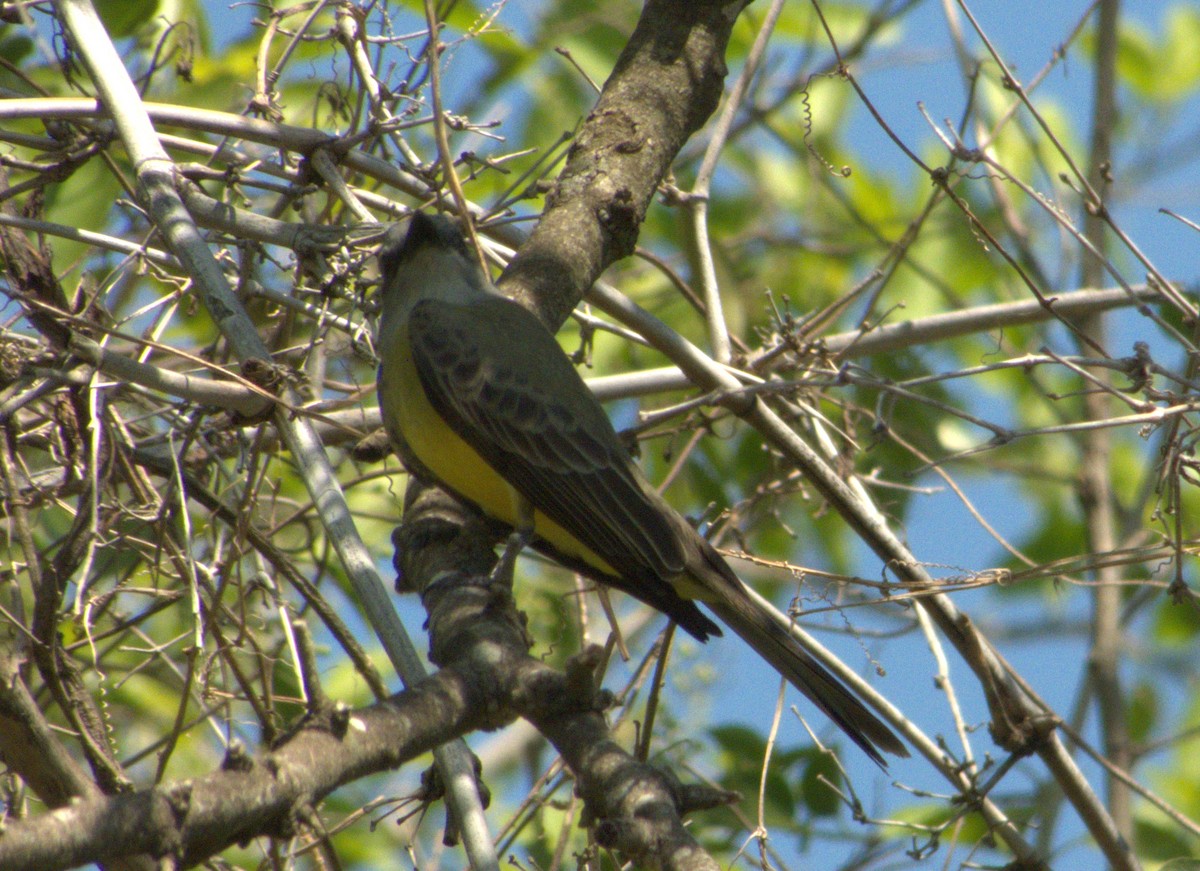 Tropical Kingbird - Edgardo Oscar Pic
