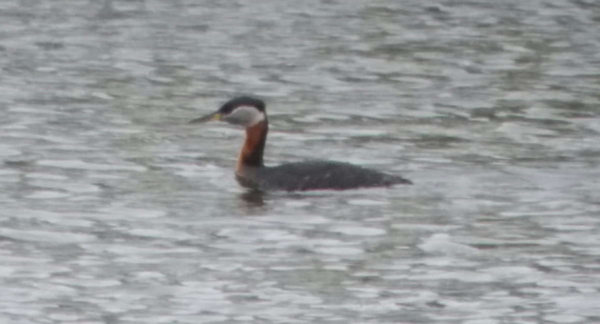 Red-necked Grebe - ML615899288