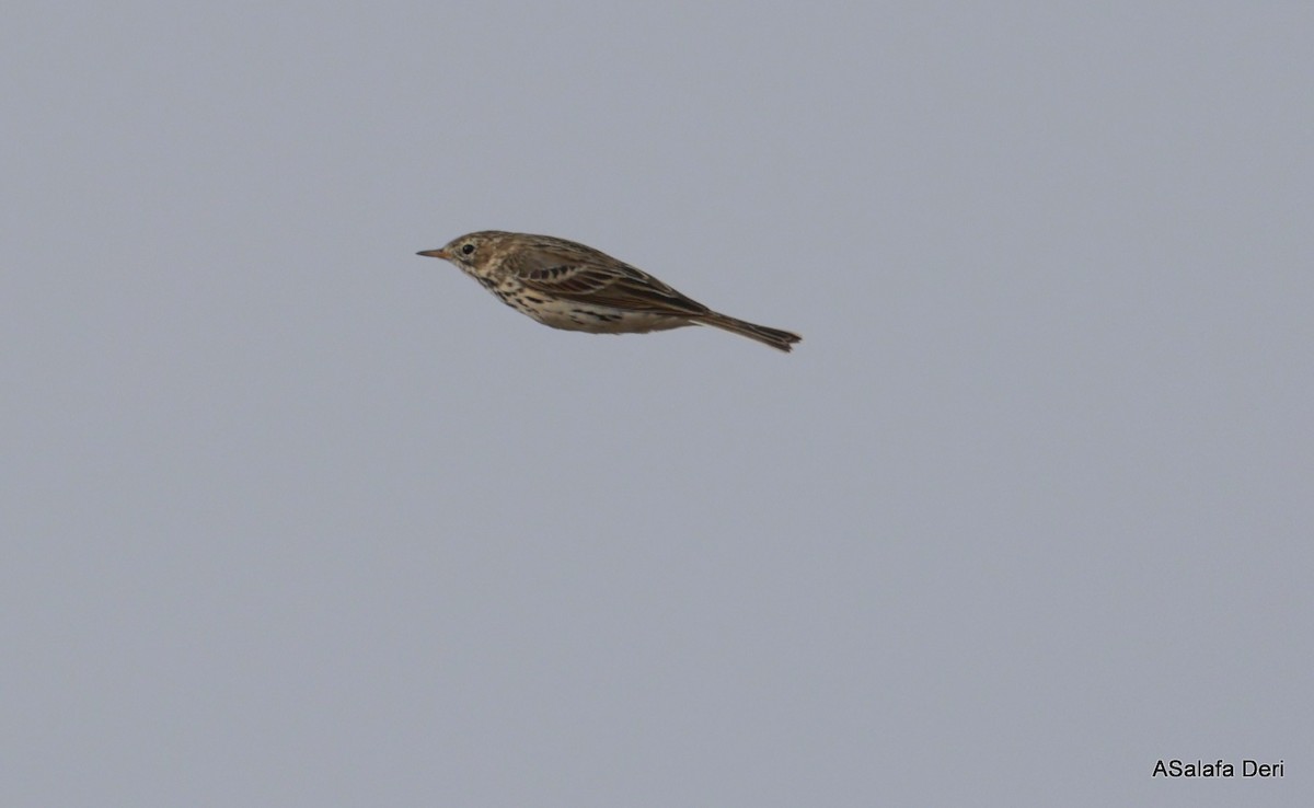 Meadow Pipit - ML615899298