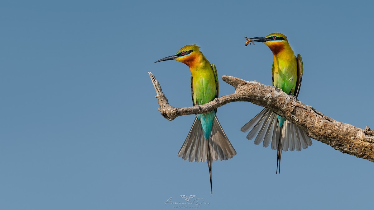Blue-tailed Bee-eater - ML615899482