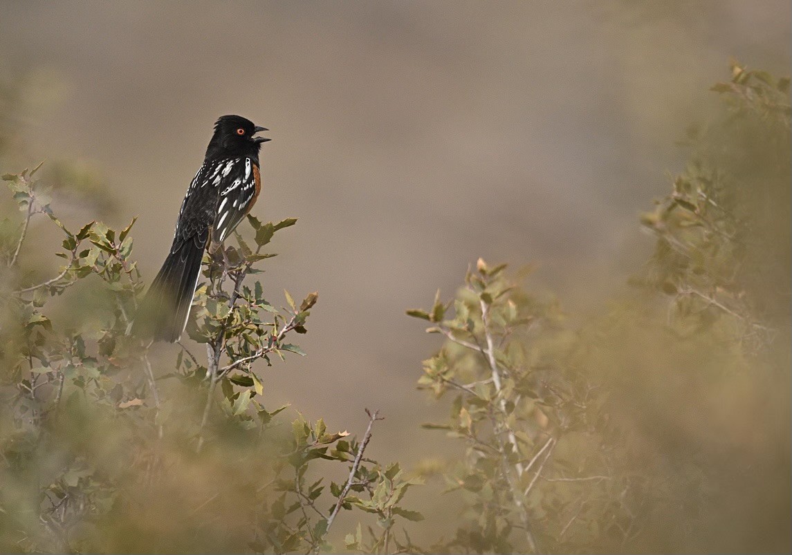 Spotted Towhee - ML615899535