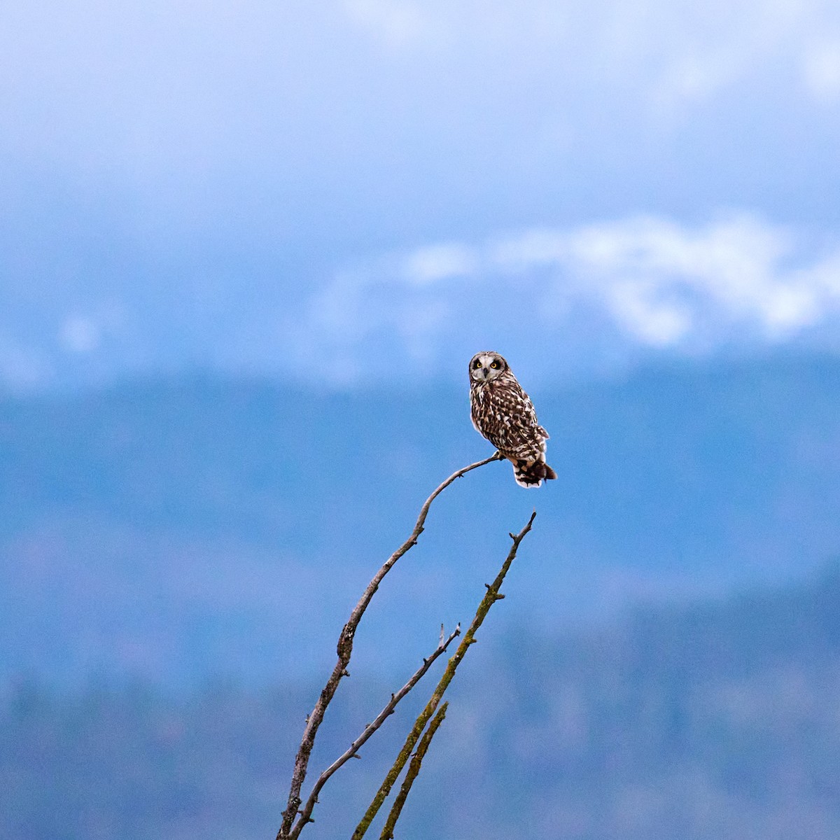Short-eared Owl (Northern) - ML615899637