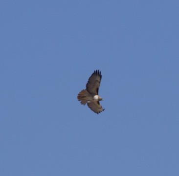 Red-tailed Hawk - ML615899722