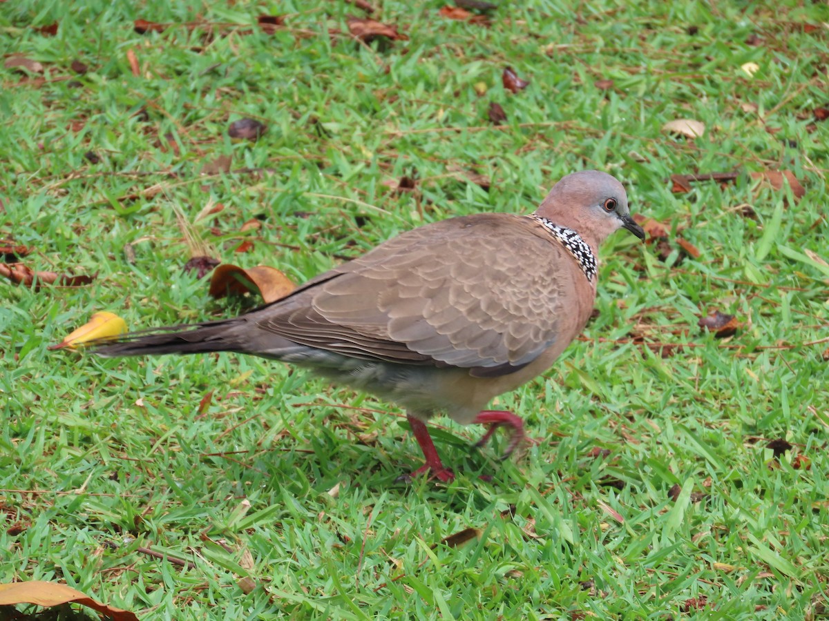 Spotted Dove - ML615899726