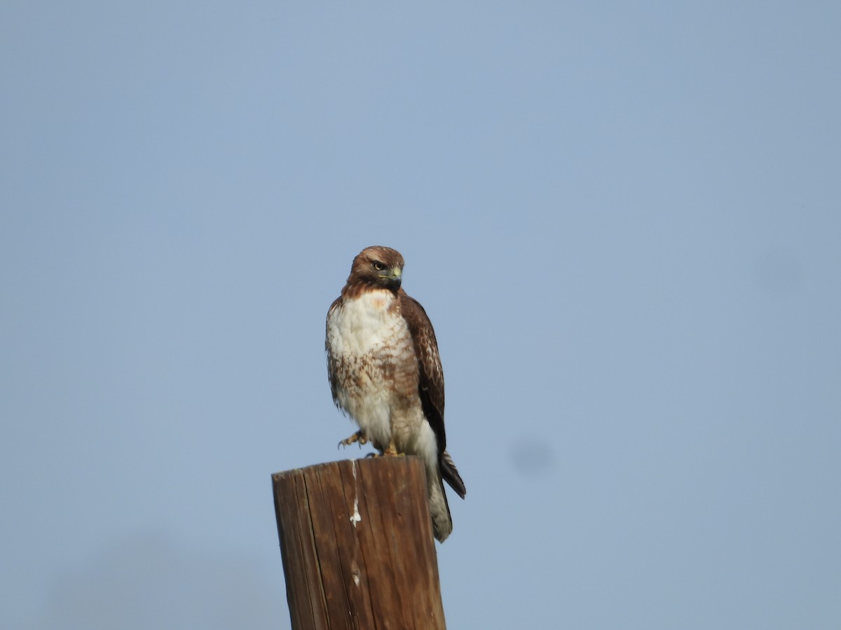 Red-tailed Hawk - ML615899795
