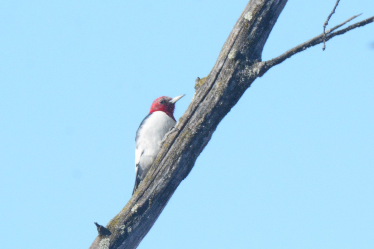 Red-headed Woodpecker - ML615899884