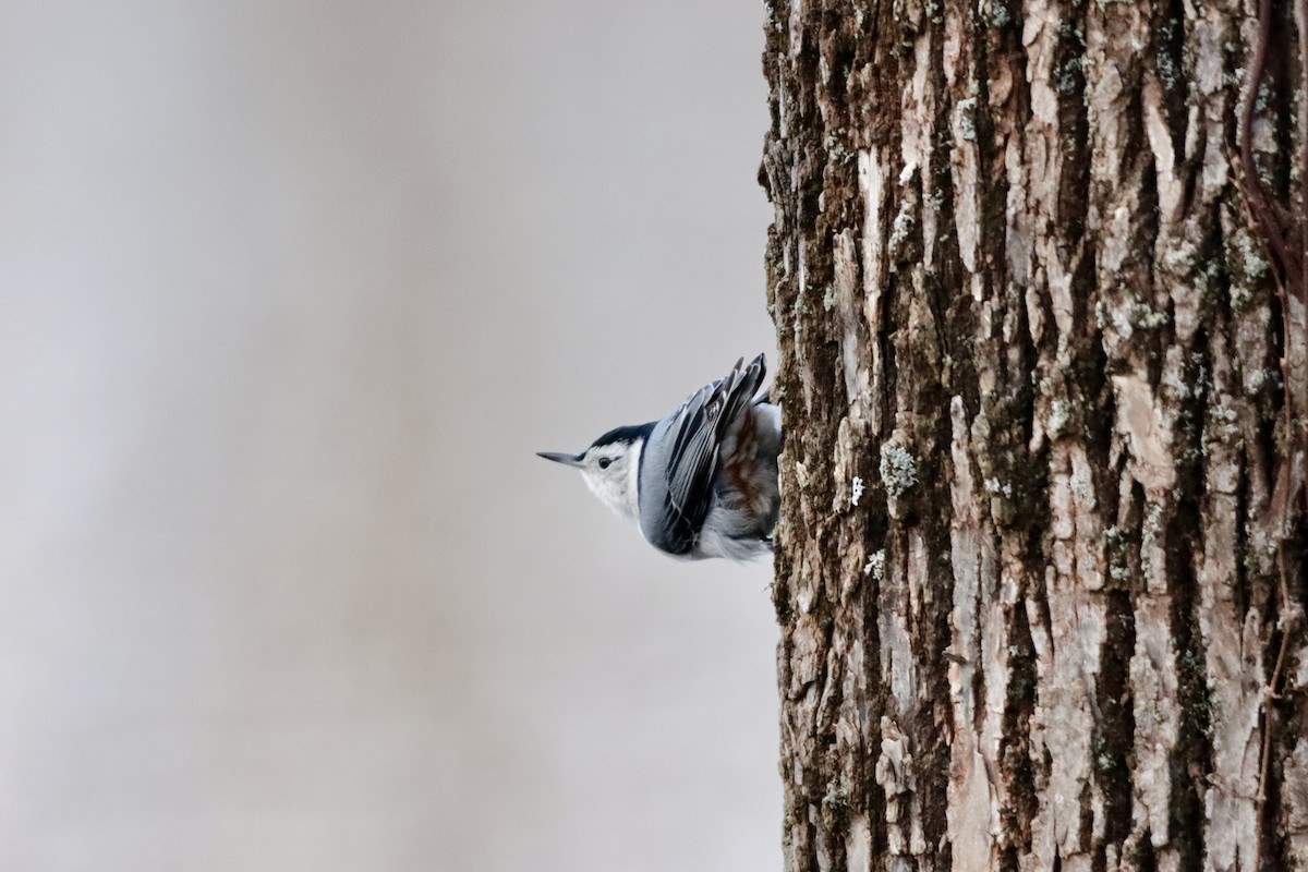 White-breasted Nuthatch - ML615899966