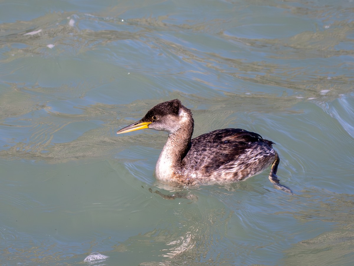 Red-necked Grebe - ML615900140