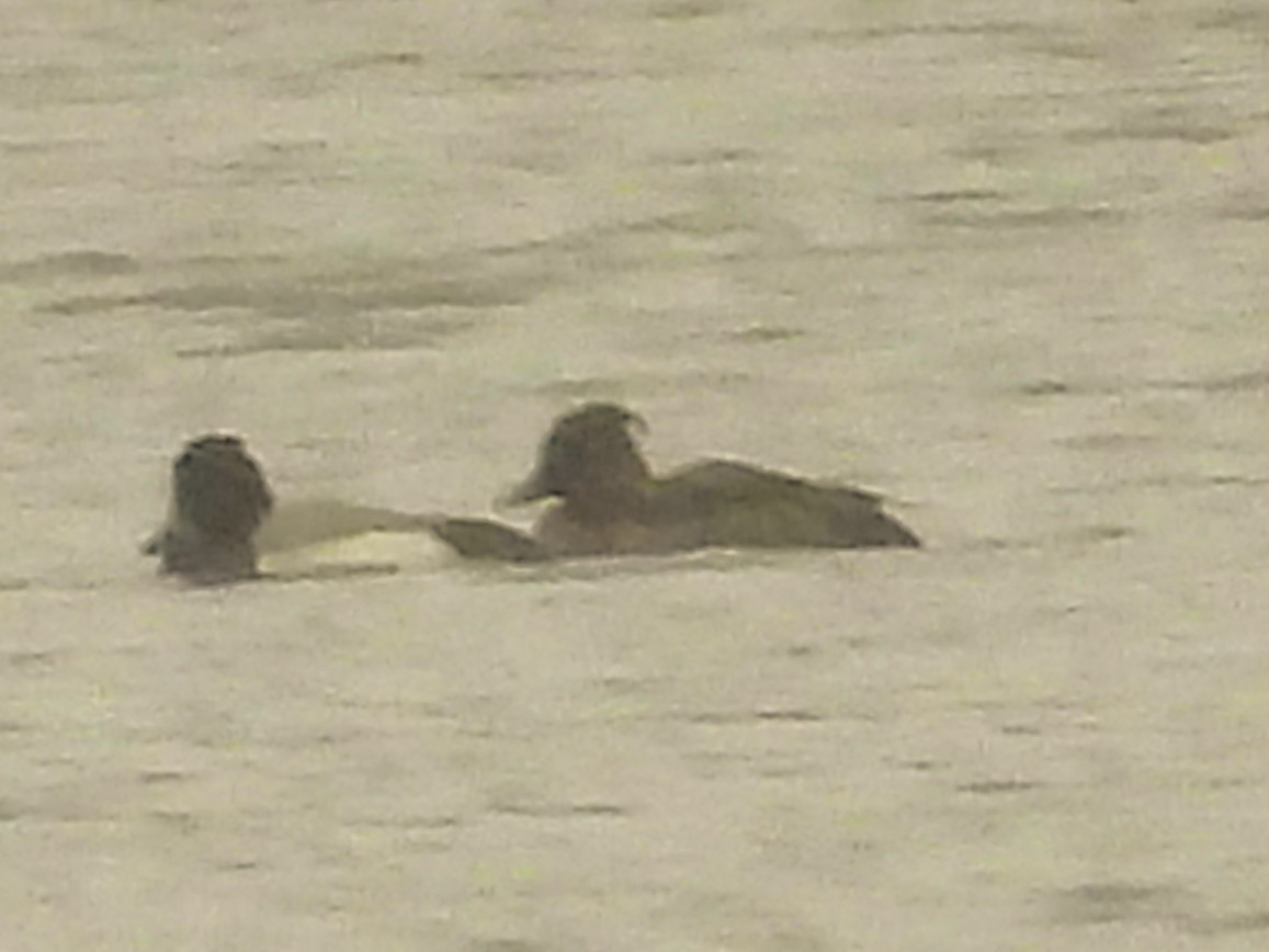Tufted Duck - ML615900377