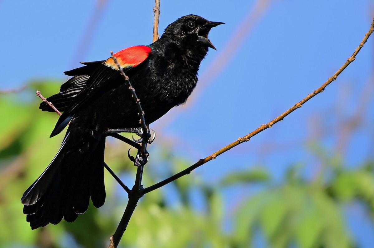 Red-winged Blackbird - ML615900378