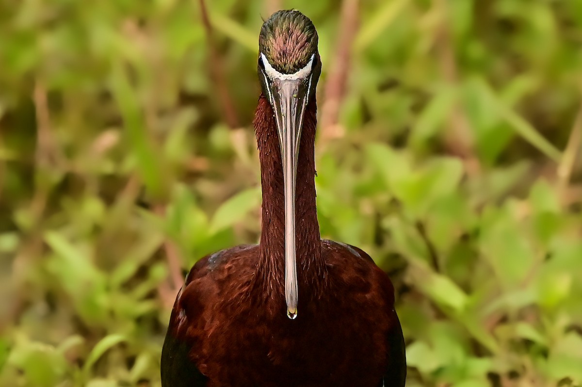 ibis hnědý - ML615900424