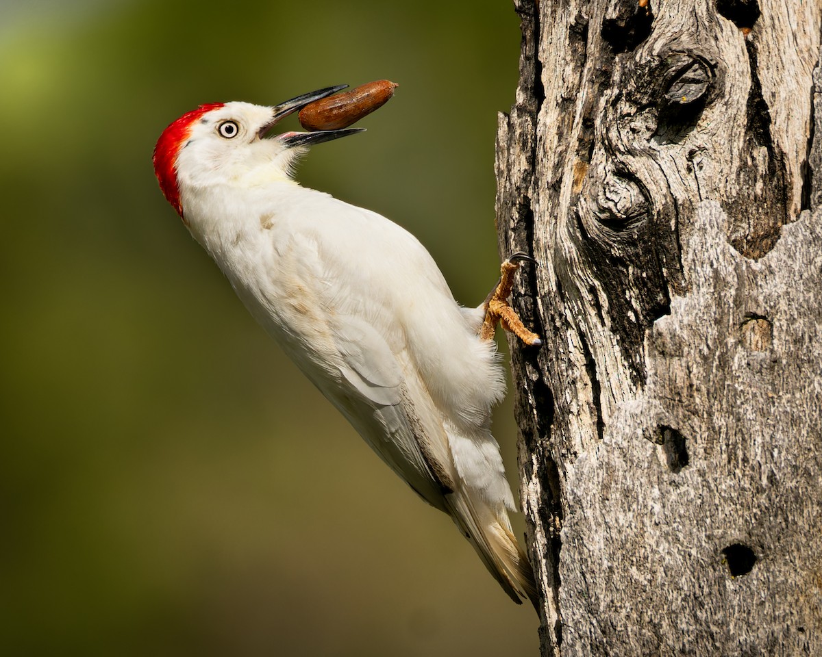 Acorn Woodpecker - ML615900523